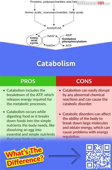 catalysis vs catabolism.